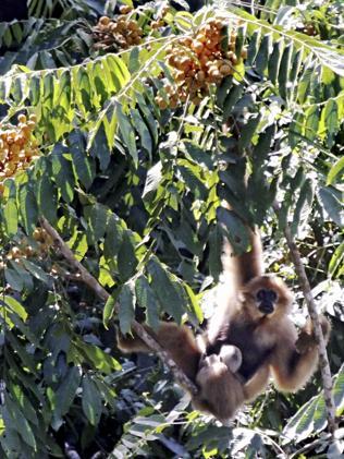 A female gibbon with a baby at Gibbon Experience, Bokeo, Laos. 