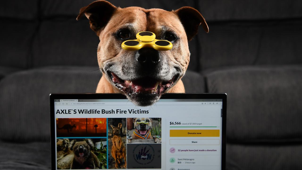 An internet famous dog called Axle and his owner Belinda Shipp raised more than $6000 for wildlife injured in 2019-2020 Black Summer bushfires by setting up a GoFundMe page. Picture: Julian Smith