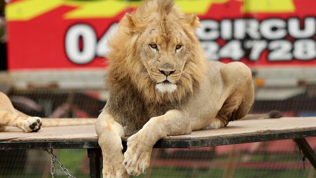 Stardust Circus are in Rosehill and activist are making themselves heard about their opposition to animals being used. Picture: Troy Snook