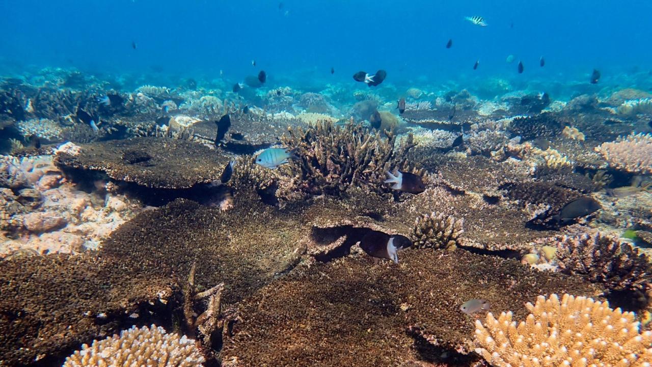 A mix of dead, bleached and recovering corals at Lizard Island. The brown Acropora plating and branching corals are dead. The lighter colonies in the foreground are bleached or recovering from bleaching.