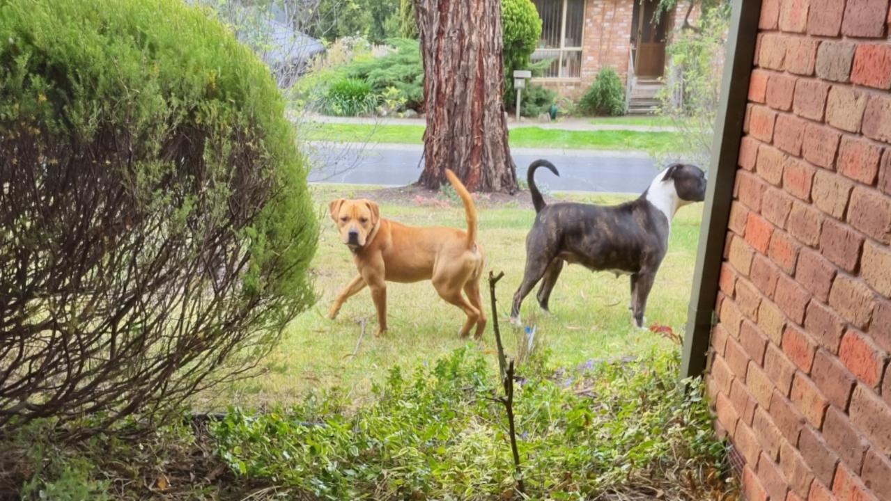 Witness Mark Jackson said the dogs ‘scare the hell out of you’. Picture: 7News