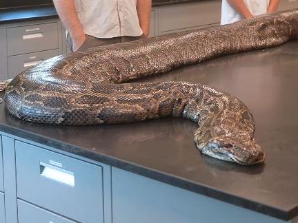 Experts stunned by enormous snake