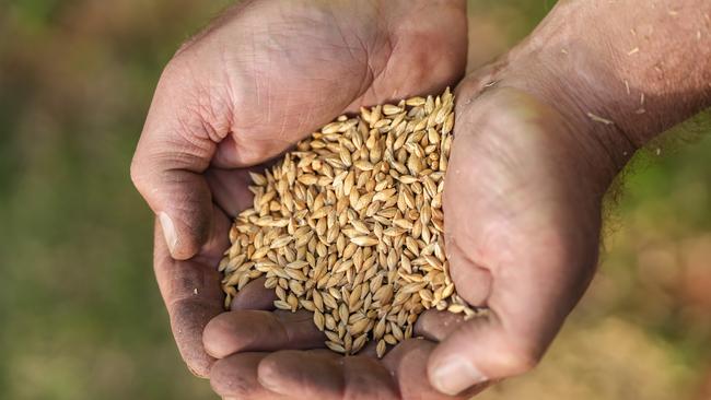 Grain producers are looking forward to politics being taken out of their industry and some producers are already beginning to think about increasing the size of their barley crops now that China appears to be open for business once more.