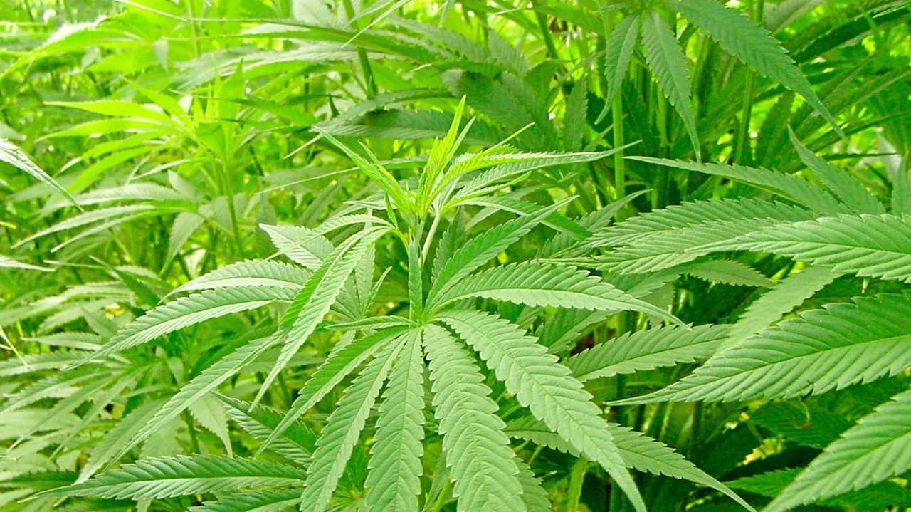 Hemp To Be Legalised As A Food In Australia 