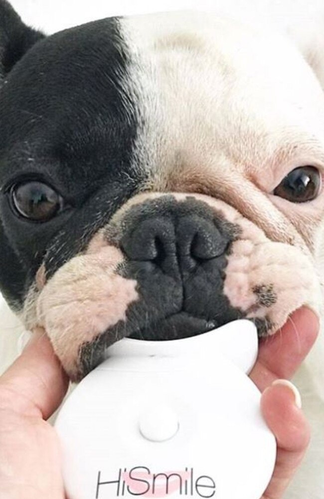 Gold Coast company HiSmile's Instagram endorsements include MMA champ Connor McGregor and even a french bulldog. Photo: Instagram