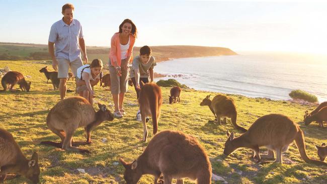 A Tourism Australia campaign to encourage people to visit Kangaroo Island. 