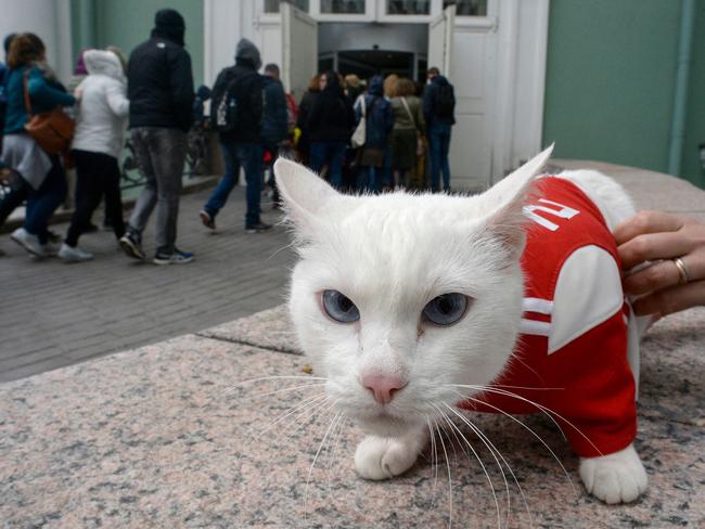 Achilles the cat, one of the State Hermitage Museum mice hunters, is pictured outside the museum in Saint Petersburg on June 7, 2018. A deaf, white cat named Achilles is soon to begin his work as Russia's official soothsayer for the World Cup, following in the tentacle-prints of Paul the Octopus who became a star in 2010. / AFP PHOTO / Olga MALTSEVA