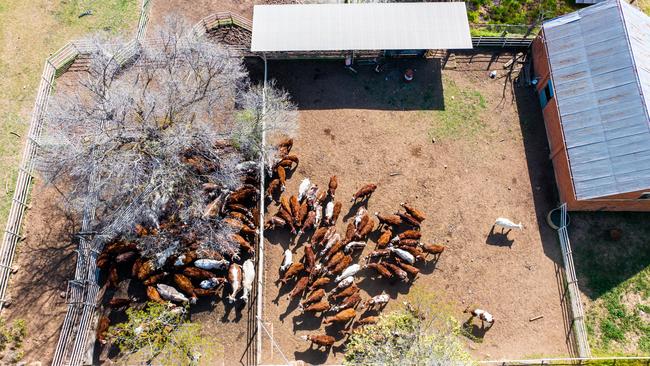 Orange Grove’s steel cattle yards include loading ramp, undercover race, squeeze crush with veterinary gates, head bale and forcing yard (capacity about 150-head).