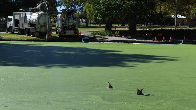 Rymill Park lake doesn’t really resemble a lake at the moment. Picture: Tricia Watkinson