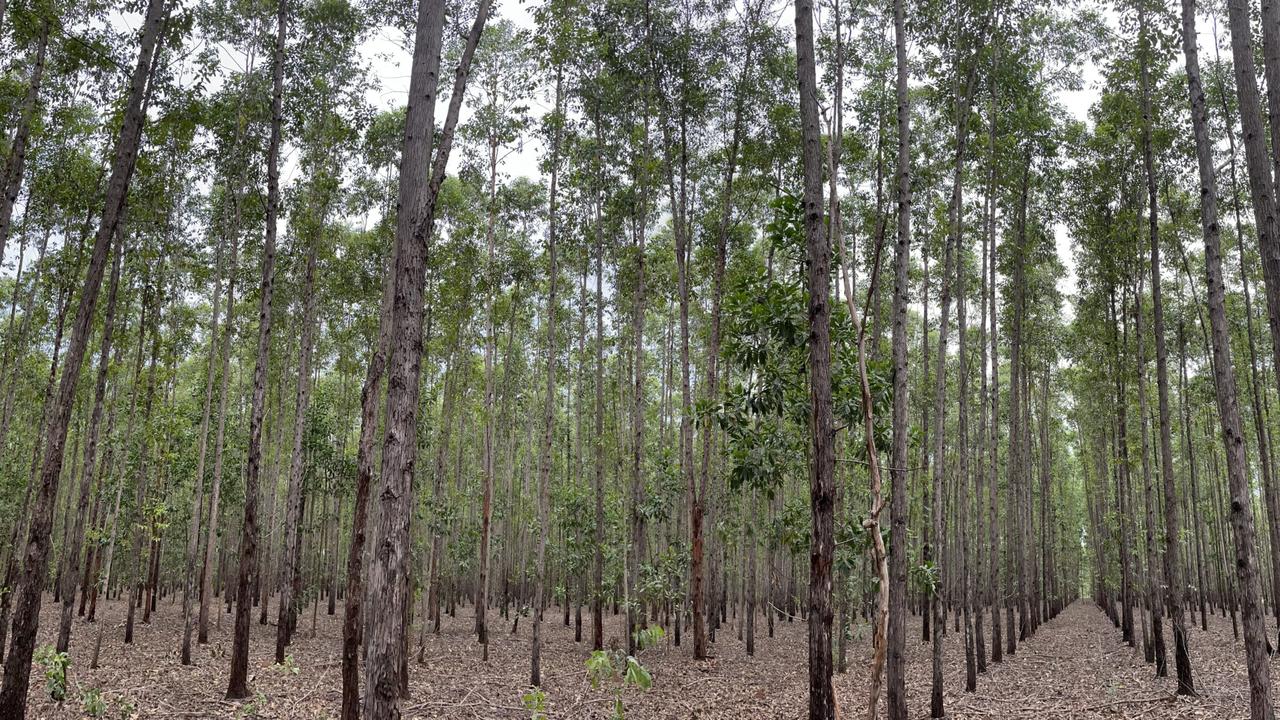 Acacia mangiums growing at Tiwi plantation’s Melville Island plantation.