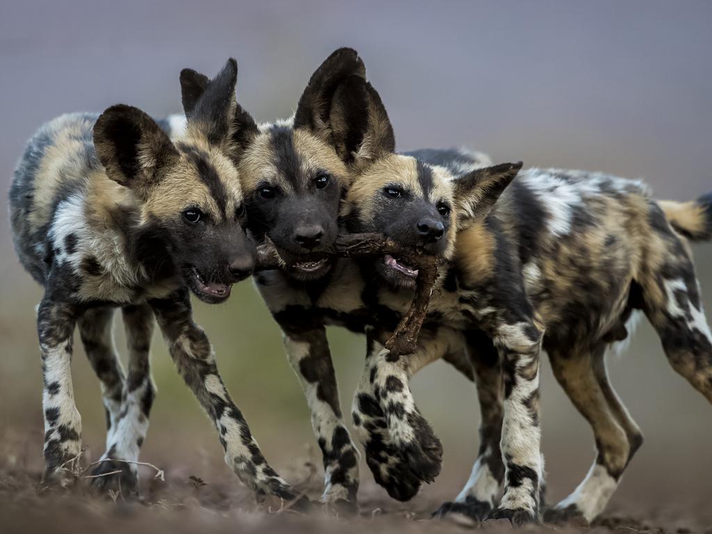 These playful African wild dog pups grown into merciless killers. Picture: Bence Mate/Wildlife Photographer of the Year/Natural History Museum