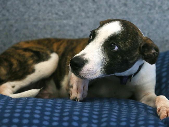 RSPCA dogs/pups for adoption. Jasper. PICTURE: STEWART McLEAN