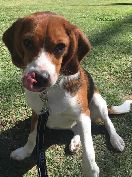 Teresa Griffo's puppy, 10-month-old Berlin, who was alleged to have been poisoned at New Farm Park. Picutre: Supplied