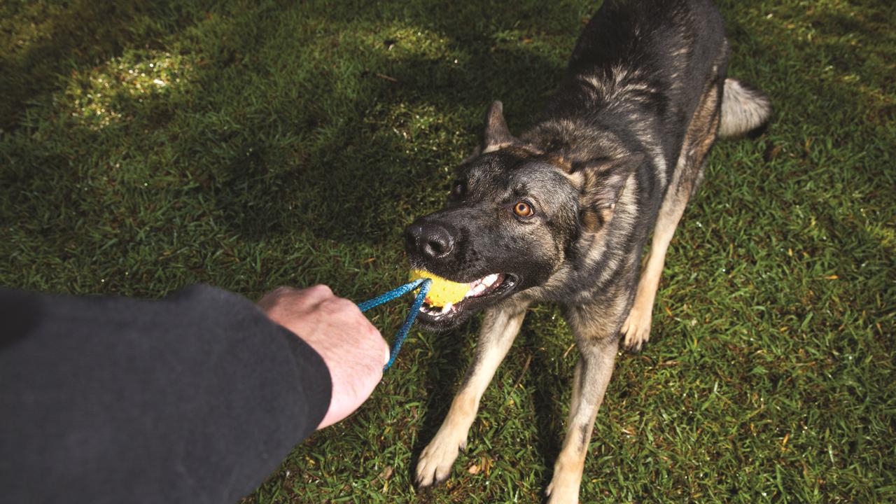 Police dog choked during sex toy robbery, Carl Vincent Carsburg | The  Courier Mail