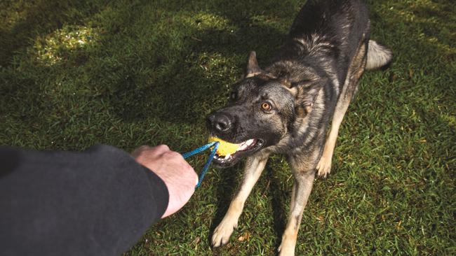 Police dog Rocco which was choked during sex toy robbery.