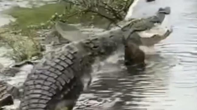 What a croc: Man claims monster beast loose ‘on the Gold Coast’