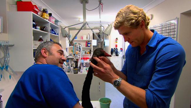 Brown getting up close and personal with one of his patients in his time as the Bondi Vet. (Picture: Network Ten)