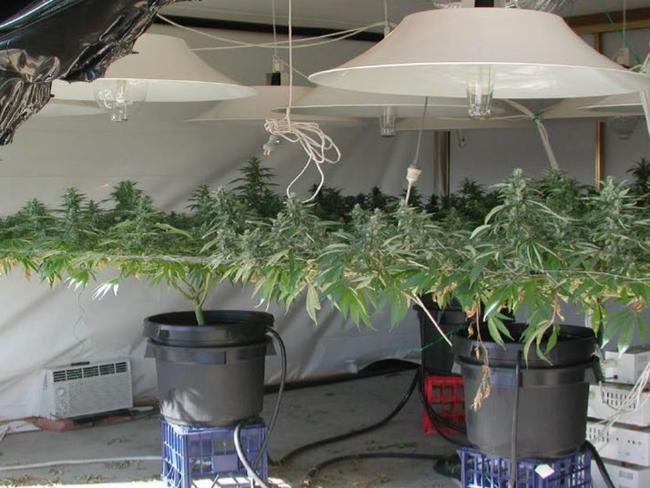 ACT Police use this picture as an example of how two cannabis plants can be used to cultivate commercial quantities of the drug using overhead wiring.