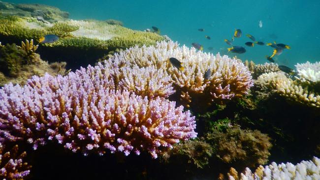 Photos show life returning to bleached corals off Magnetic Island.