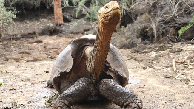 Diego will retire to his original habitat on Espanola Island after more than 80 years. Picture: AP