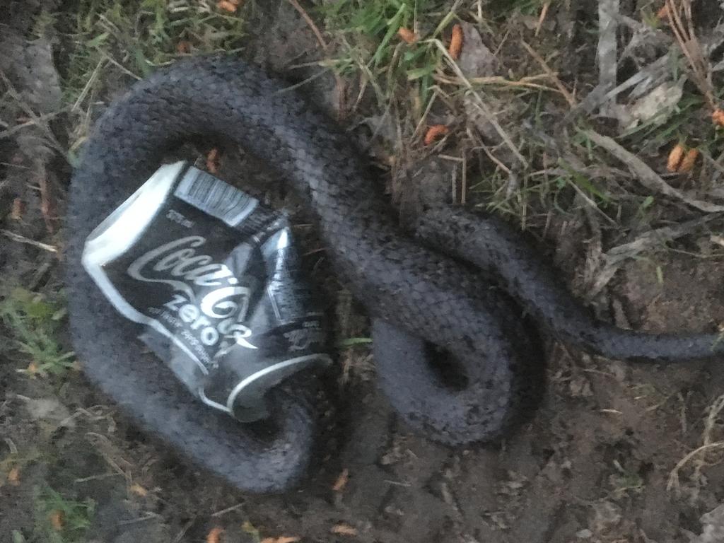 Venomous snake found with head stuck in Australia beer can