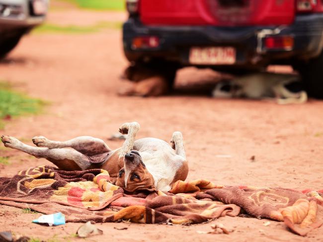 Camp dogs keep entertained during the midday heat in Beswick, NT on Thursday. Picture: Justin Kennedy