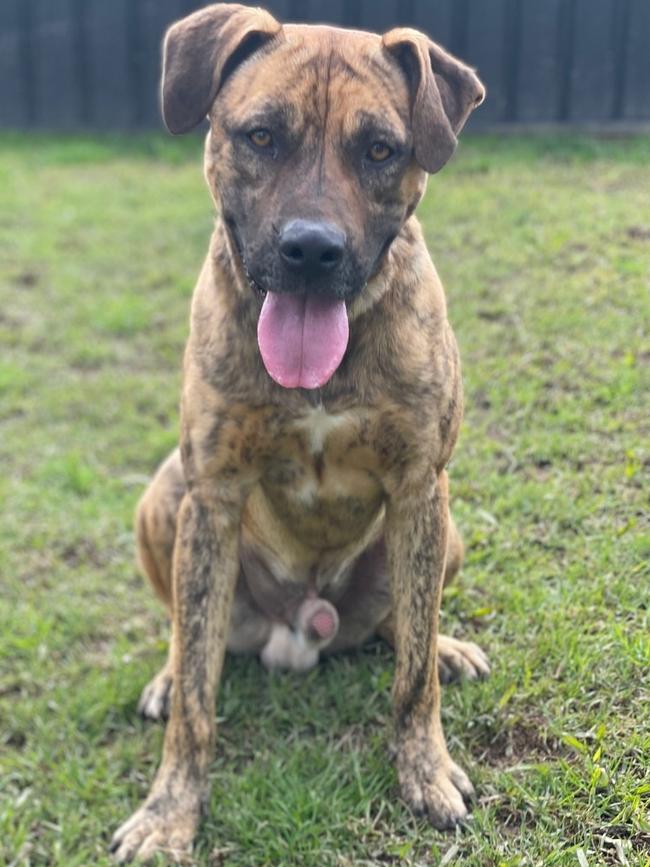 REX: Breed: Bullmastiff and boxer, Age: 2 years 4 months, Sex: male