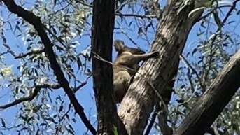 Koalas spotted in the corridor for the Coomera Connector.