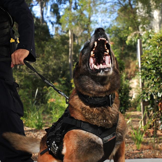 Police said the 13-year-old boy was bitten by a police dog during the arrest. Picture: Scott Powick