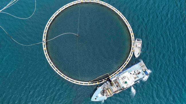 A Clean Seas kingfish farm. Picture: Supplied