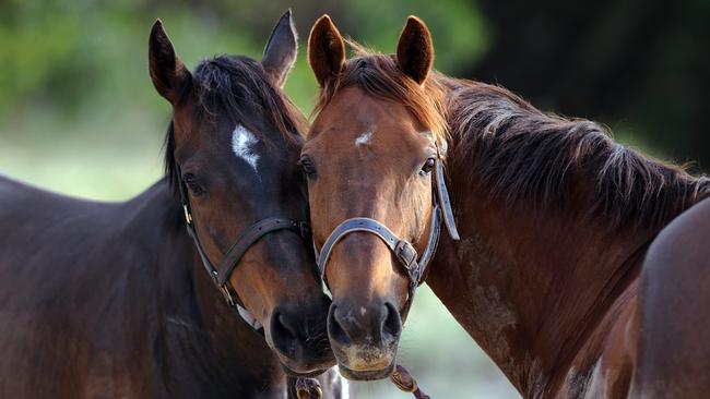 Intensive animal husbandry rules: Horse owners reined in | The Weekly Times