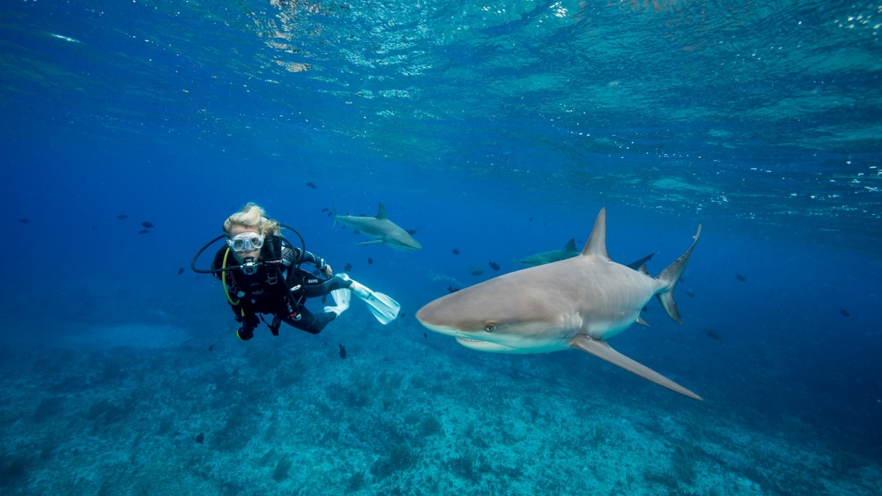 The shark attack I’ll never forget | Herald Sun