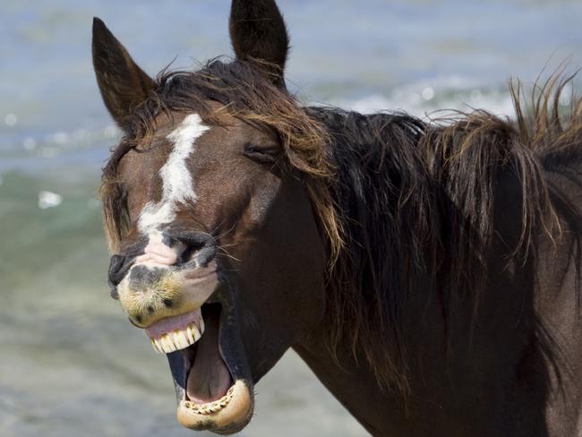 Brown horse laughing at beach