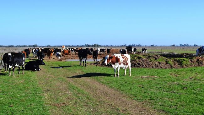 A 260ha farm on Worsley Rd at Tragowel is on the market for an asking price of $4403.85 a hectare.