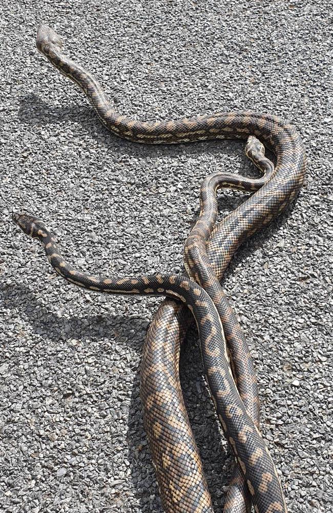 Three snakes were relocated from Wright's Mountain. Source: Steven Brown from Brisbane North Snake Catchers and Relocation