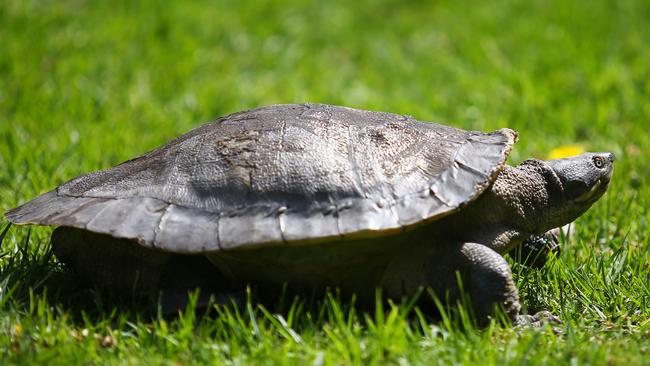 Turtle Rescues NSW saving turtles from Sydney’s dams | Daily Telegraph