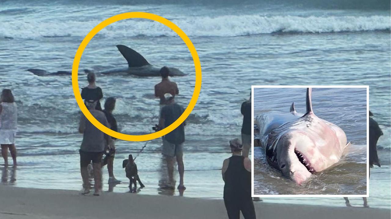 Kingscliff shark: Beached four-metre great white shark dies | news.com