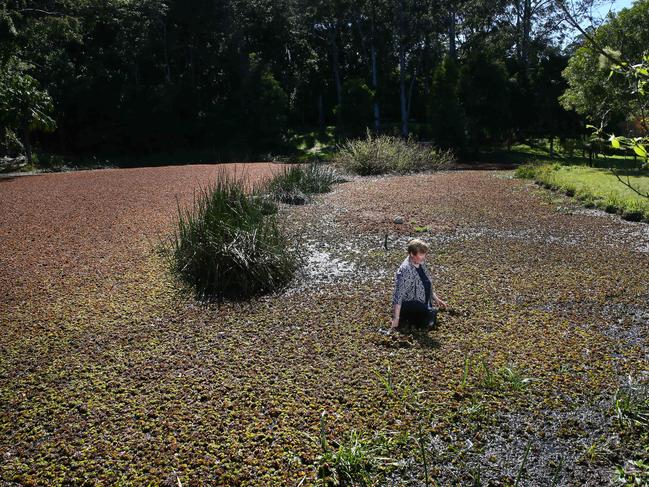 Glenys Ray at pond near homes which has been overtaken with noxious weed Salvinia Molesta. Picture: AAP /Sue Graham.