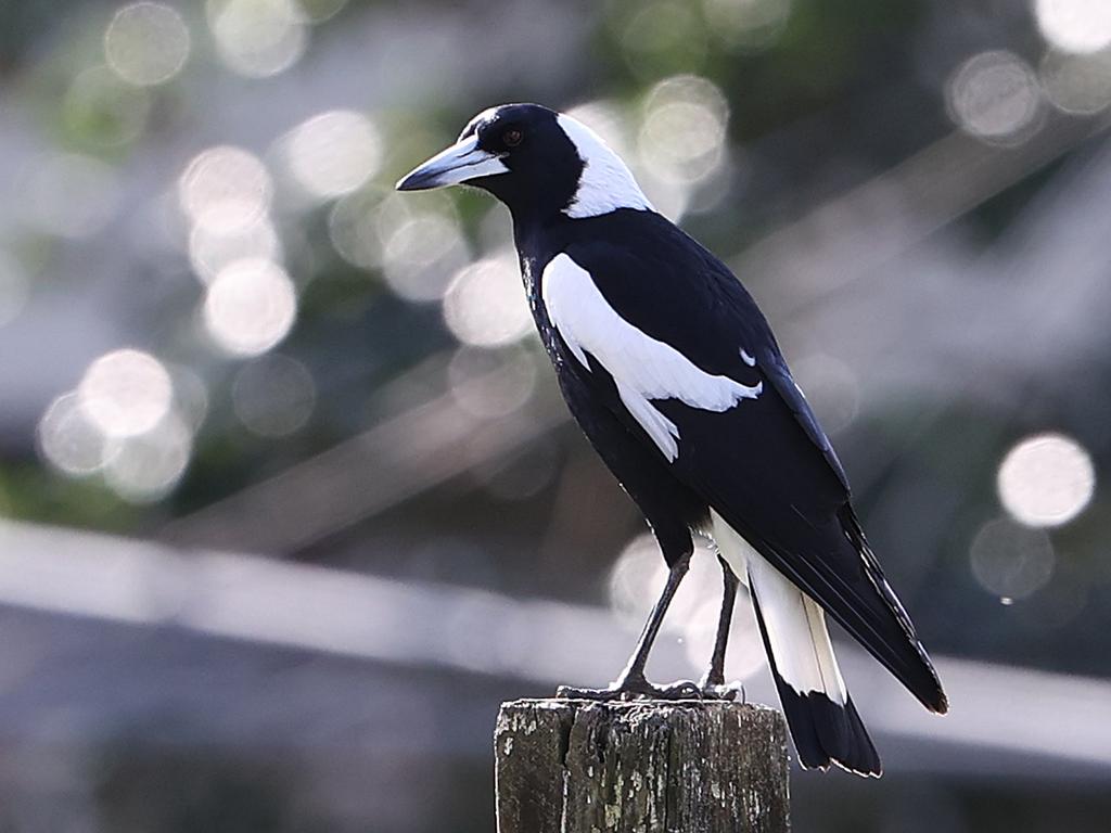 Eight examples of magpie attacks have been released by Lane Cove Council. Picture: Tara Croser.