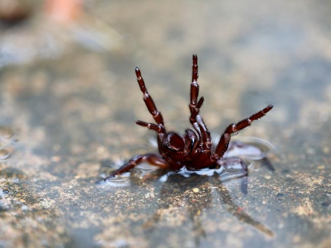 Sightings of the deadly spider have jumped recently in flood-devastated areas. Picture: Supplied.