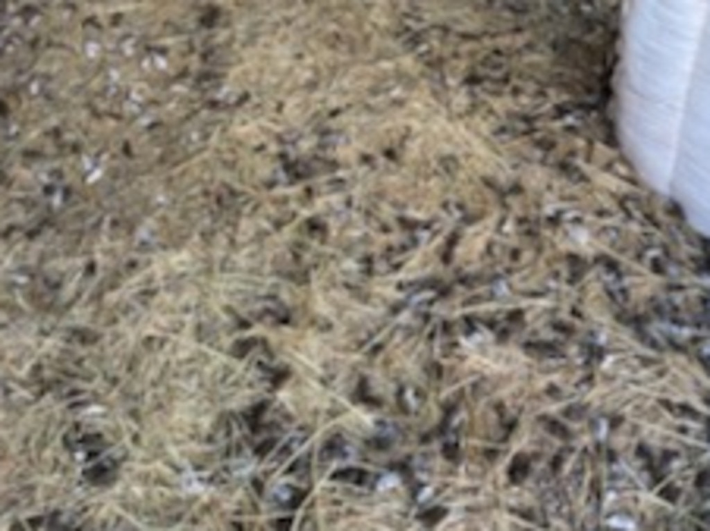 Grain and hay bales have been devastated as mice infestations inundate farms across eastern Australia. Picture: Supplied