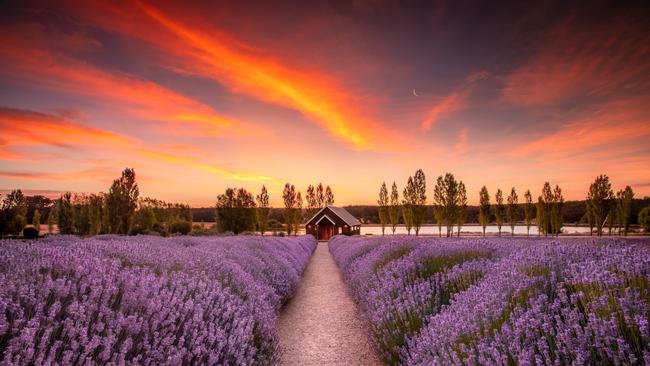 Lavender fields captured against an orange sky. Picture: Jarrod Andrews