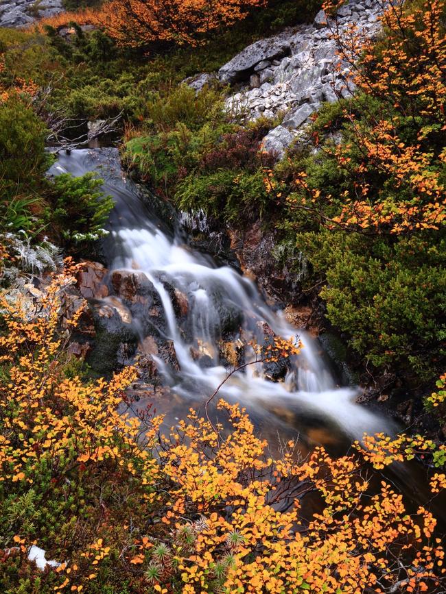 The eye-catching fagus at Cradle Mountain. Picture: David Murphy