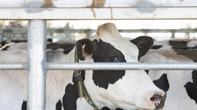 Focus - Dairy farmers Mark and Kaylene WalpoleMark and Kaylene Walpole run a massive 2000 cow dairy at Yalca with their adult children:  Zena (28), Beau (26), Corey (24) and Matyka (22). PICTURED: Generic Dairy. Dairy cows. Milk. Stock photo. Modern dairy farm.Picture: Zoe Phillips