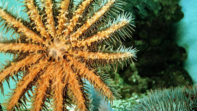 Crown-of-thorn starfish on Queensland’s Great Barrier Reef.