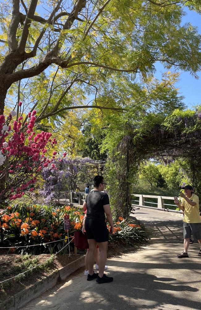 Instagram went into overdrive thanks to the captivating beauty of the Wistaria Gardens.