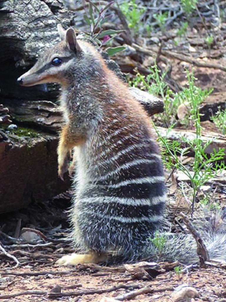 Numbat. Picture: Wayne Lawler/AWC