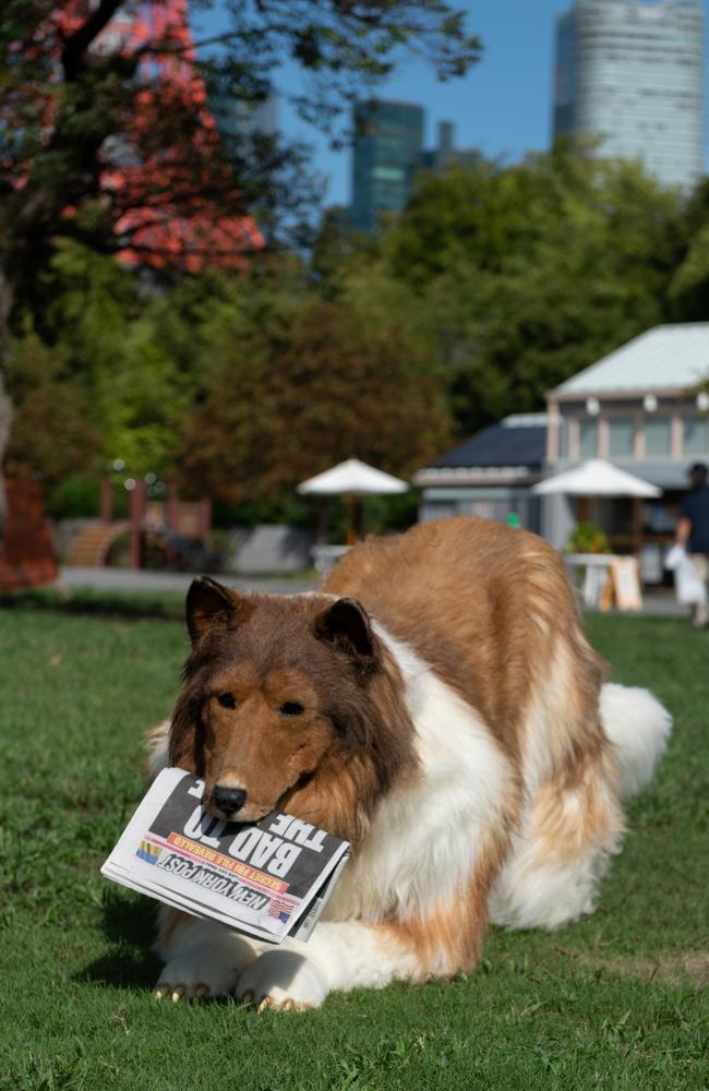 Toco wants to meet other dogs. Picture: ©DMBZ for NY Post