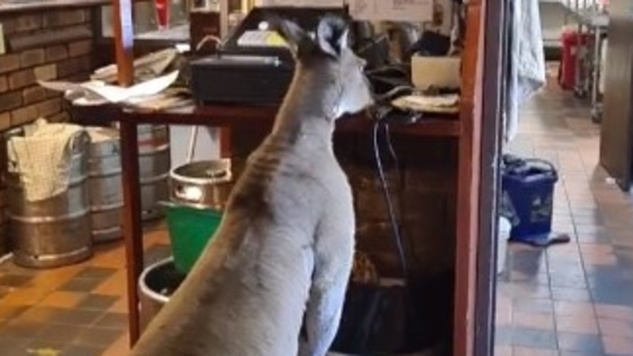 ‘Matt’ the kangaroo. Picture: supplied TikTok