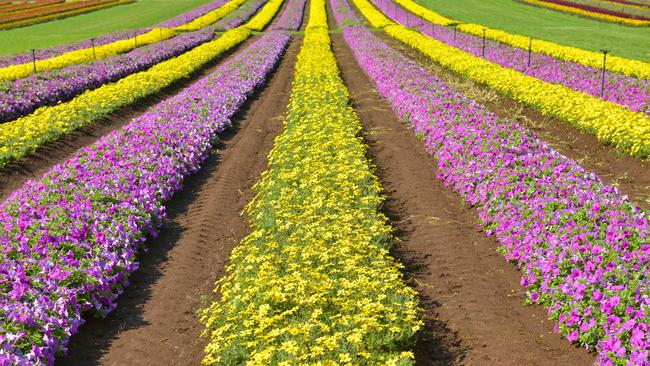 Tesselaar Flower Fields in the lead-up to April’s Kabloom Festival. Picture: Dannika Bonser